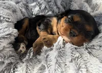 Stacey AKC, a female Cavalier King Charles Spaniel for sale in Benndale, MS – 4 of 9