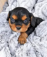 PJ AKC, a male Cavalier King Charles Spaniel for sale in Benndale, MS – 1 of 10