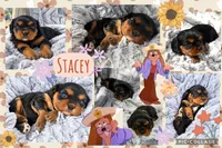 Stacey AKC, a female Cavalier King Charles Spaniel for sale in Benndale, MS – 2 of 9
