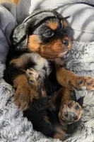 PJ AKC, a male Cavalier King Charles Spaniel for sale in Benndale, MS – 5 of 10