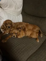 Merida AKC, a female Cavalier King Charles Spaniel for sale in Benndale, MS – 6 of 8