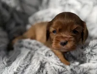 Roxanne AKC , a female Cavalier King Charles Spaniel for sale in Benndale, MS – 10 of 10