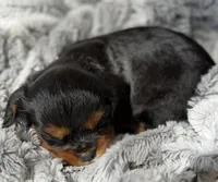 Max AKC, a male Cavalier King Charles Spaniel for sale in Benndale, MS – 6 of 9