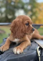 Merida AKC, a female Cavalier King Charles Spaniel for sale in Benndale, MS – 1 of 8