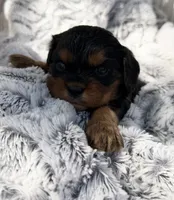 PJ AKC, a male Cavalier King Charles Spaniel for sale in Benndale, MS – 10 of 10