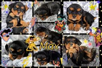 Max AKC, a male Cavalier King Charles Spaniel for sale in Benndale, MS – 2 of 9