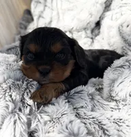 PJ AKC, a male Cavalier King Charles Spaniel for sale in Benndale, MS – 9 of 10