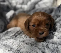 Roxanne AKC , a female Cavalier King Charles Spaniel for sale in Benndale, MS – 5 of 10