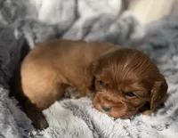 Roxanne AKC , a female Cavalier King Charles Spaniel for sale in Benndale, MS – 6 of 10