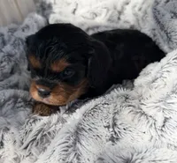 PJ AKC, a male Cavalier King Charles Spaniel for sale in Benndale, MS – 7 of 10