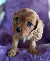 Hamish AKC, a male Cavalier King Charles Spaniel for sale in Benndale, MS – Photo 4 of 9