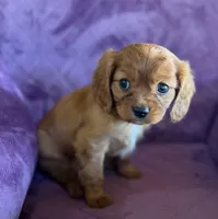 Hamish AKC, a male Cavalier King Charles Spaniel for sale in Benndale, MS – Photo 6 of 9