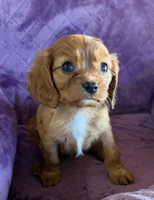 Hamish AKC, a male Cavalier King Charles Spaniel for sale in Benndale, MS – Photo 9 of 9