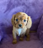 Hamish AKC, a male Cavalier King Charles Spaniel for sale in Benndale, MS – Photo 5 of 9