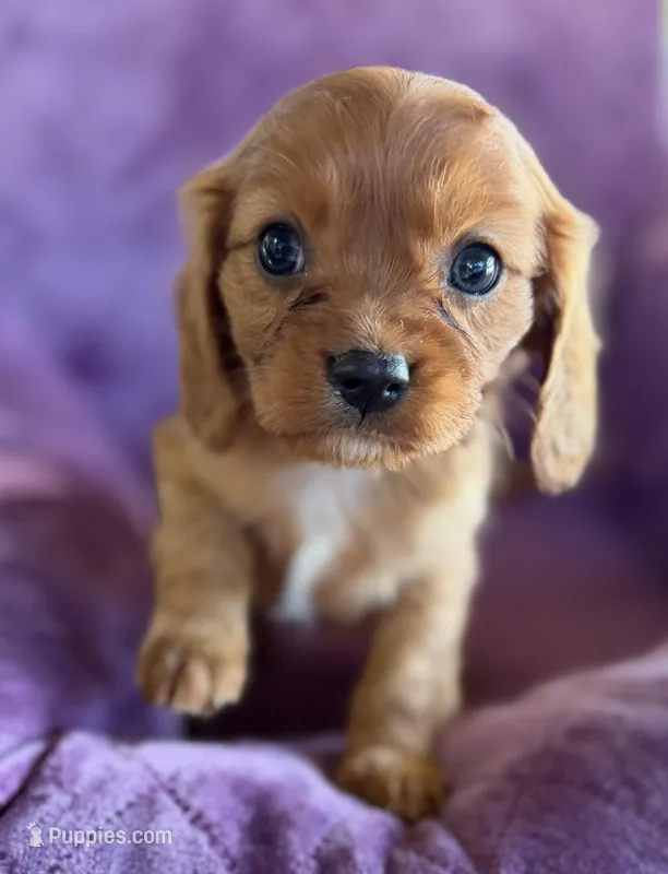 Hamish AKC – Cavalier King Charles Spaniel puppy for sale in Benndale, MS