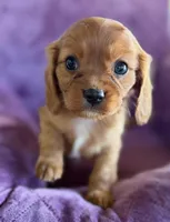 Hamish AKC, a male Cavalier King Charles Spaniel for sale in Benndale, MS – Photo 1 of 9