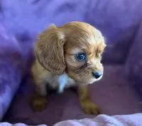 Hamish AKC, a male Cavalier King Charles Spaniel for sale in Benndale, MS – Photo 8 of 9