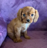 Hamish AKC, a male Cavalier King Charles Spaniel for sale in Benndale, MS – Photo 3 of 9