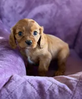 Hamish AKC, a male Cavalier King Charles Spaniel for sale in Benndale, MS – Photo 7 of 9