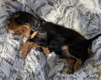 Max AKC, a male Cavalier King Charles Spaniel for sale in Benndale, MS – 8 of 9