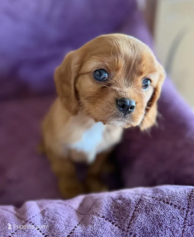 Merida AKC – Cavalier King Charles Spaniel puppy for sale in Benndale, MS