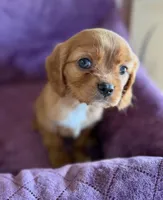 Merida AKC, a female Cavalier King Charles Spaniel for sale in Benndale, MS – Photo 1 of 10