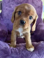 Merida AKC, a female Cavalier King Charles Spaniel for sale in Benndale, MS – Photo 6 of 10