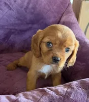 Merida AKC, a female Cavalier King Charles Spaniel for sale in Benndale, MS – Photo 4 of 10