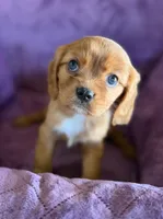 Merida AKC, a female Cavalier King Charles Spaniel for sale in Benndale, MS – Photo 3 of 10