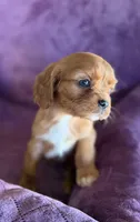 Merida AKC, a female Cavalier King Charles Spaniel for sale in Benndale, MS – Photo 8 of 10