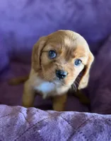 Merida AKC, a female Cavalier King Charles Spaniel for sale in Benndale, MS – Photo 9 of 10