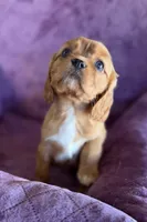 Merida AKC, a female Cavalier King Charles Spaniel for sale in Benndale, MS – Photo 5 of 10