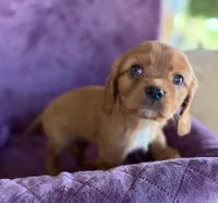 Merida AKC, a female Cavalier King Charles Spaniel for sale in Benndale, MS – Photo 7 of 10
