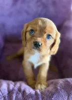 Merida AKC, a female Cavalier King Charles Spaniel for sale in Benndale, MS – Photo 10 of 10