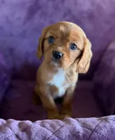 Merida AKC, a female Cavalier King Charles Spaniel for sale in Benndale, MS – Photo 2 of 10