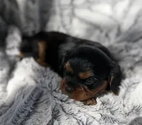 Stacey AKC, a female Cavalier King Charles Spaniel for sale in Benndale, MS – 8 of 9