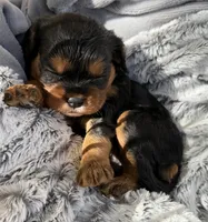 PJ AKC, a male Cavalier King Charles Spaniel for sale in Benndale, MS – 4 of 10
