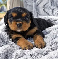 Stacey AKC, a female Cavalier King Charles Spaniel for sale in Benndale, MS – 3 of 9