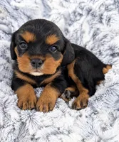 Max AKC, a male Cavalier King Charles Spaniel for sale in Benndale, MS – 9 of 9