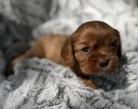 Roxanne AKC , a female Cavalier King Charles Spaniel for sale in Benndale, MS – 7 of 10