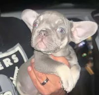 Chocolate, a male French Bulldog for sale in Tracy, CA – 2 of 6