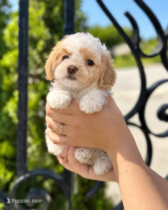 Copito – Shihpoo puppy for sale in Tracy, CA
