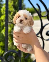 Copito, a female Shihpoo for sale in Tracy, CA – 1 of 2