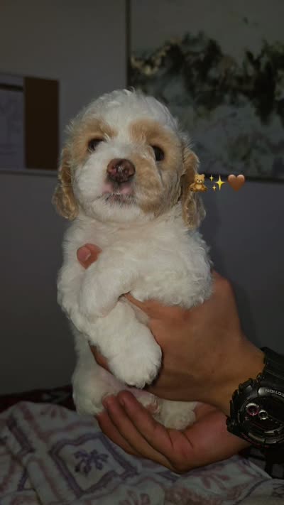 Copito, a female Shihpoo for sale in Tracy, CA – 2 of 2