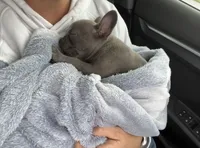 Chocolate, a male French Bulldog for sale in Tracy, CA – 6 of 6