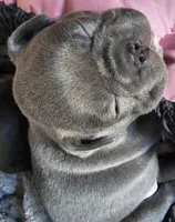 Chocolate, a male French Bulldog for sale in Tracy, CA – 1 of 6