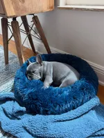Chocolate, a male French Bulldog for sale in Tracy, CA – 3 of 6