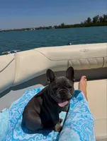 Chocolate, a male French Bulldog for sale in Tracy, CA – 4 of 6