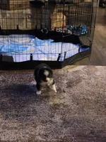 Dude, a male Toy Australian Shepherd for sale in Weatherford, TX – 4 of 6