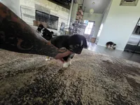 Bear, a female Toy Australian Shepherd for sale in Weatherford, TX – 7 of 7
